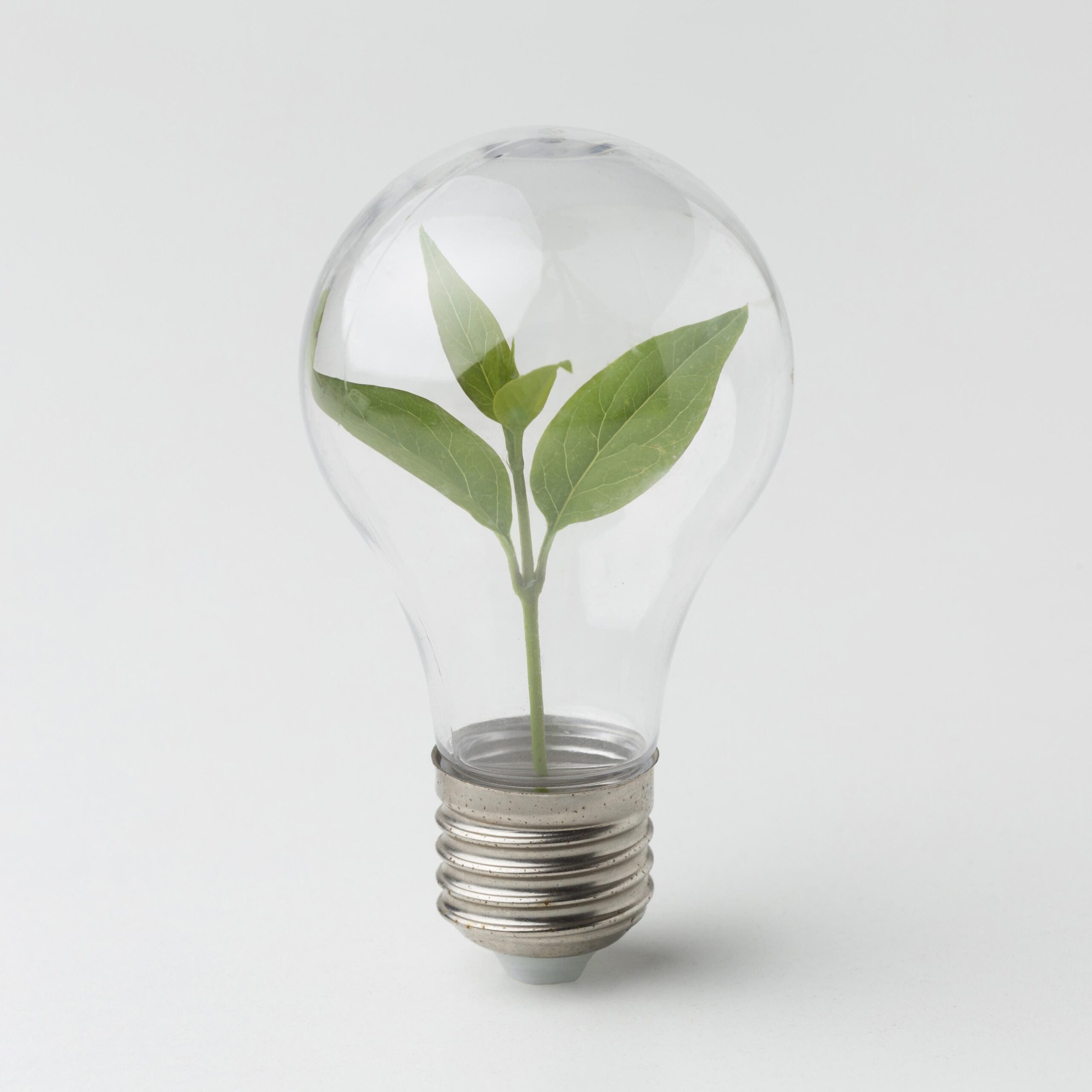 small-plant-inside-light-bulb